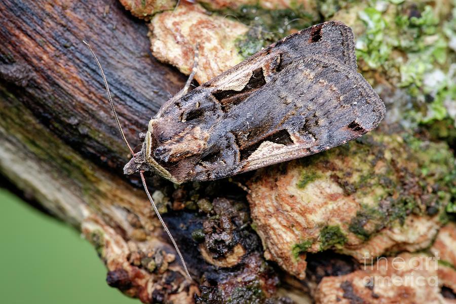 Setaceous Hebrew Character Photograph by Heath Mcdonald/science Photo Library