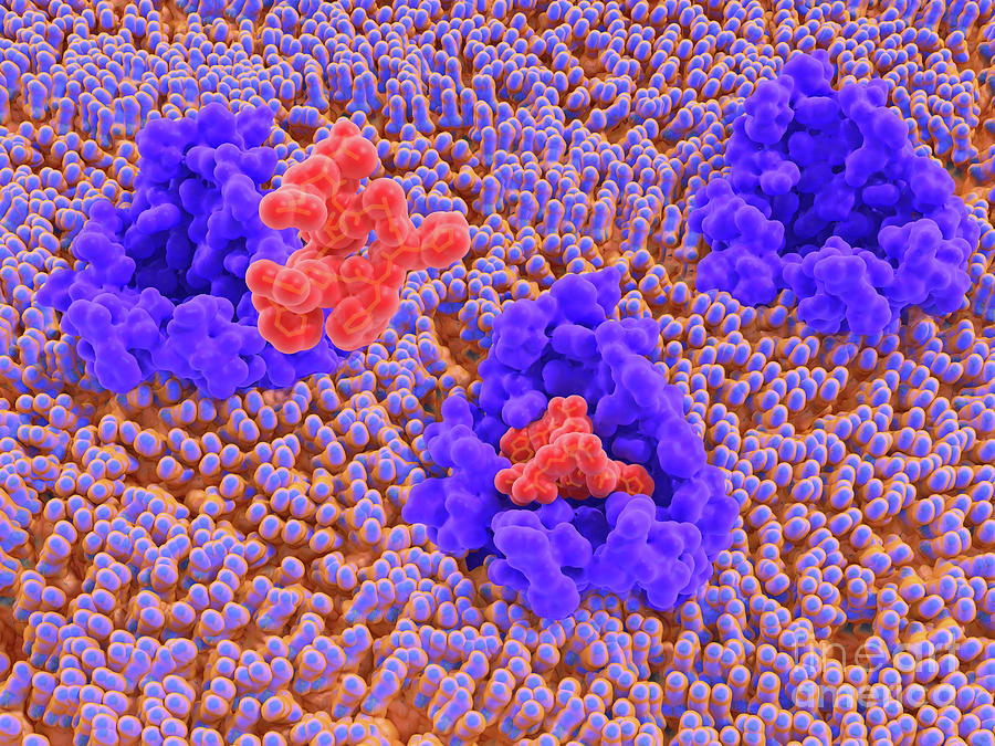 Setmelanotide Anti-obesity Drug Photograph by Juan Gaertner/science ...