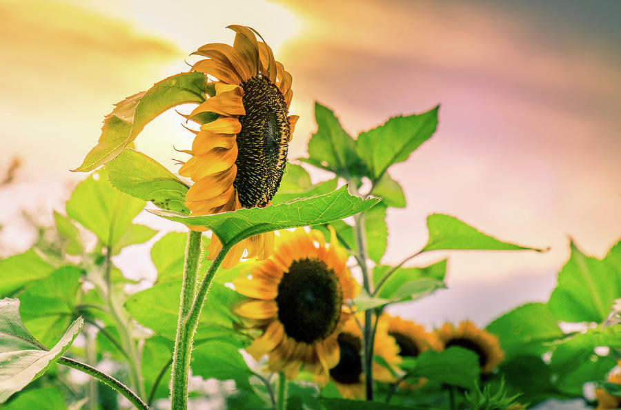 Setting Sun and Sunflowers Photograph by Allin Sorenson