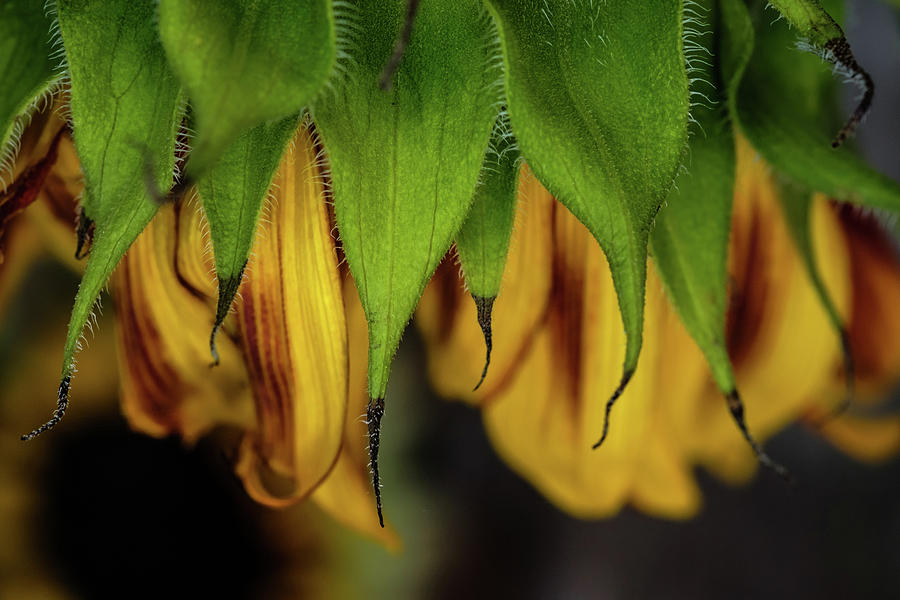 Setting Sunflower Photograph by Glenn DiPaola