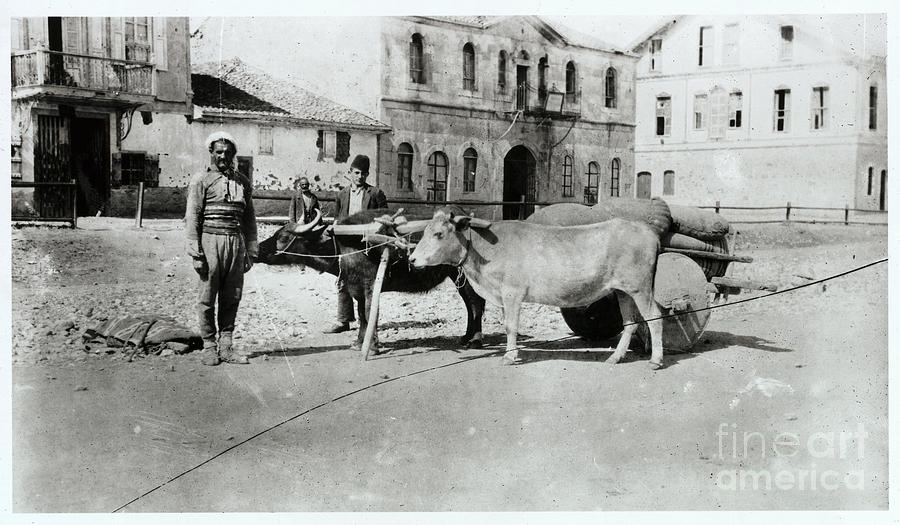 Settler Standing In Road With His Oxen Photograph by Bettmann
