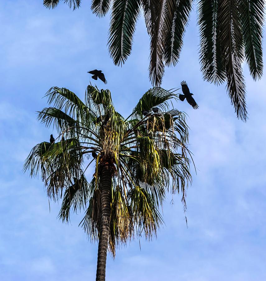 Seven Crows In A Palm Tree Photograph by Gene Parks