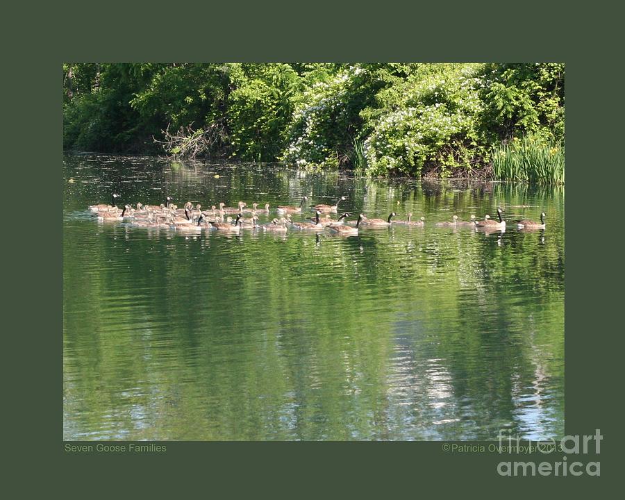 Seven Goose Families Photograph by Patricia Overmoyer