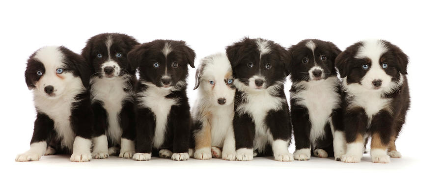 Seven Mini American Shepherd Puppies Photograph by Mark Taylor