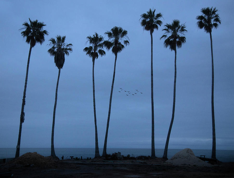 Seven Palms at Dawn by John Rodrigues Seven Palms at Dawn by John Rodrigues
