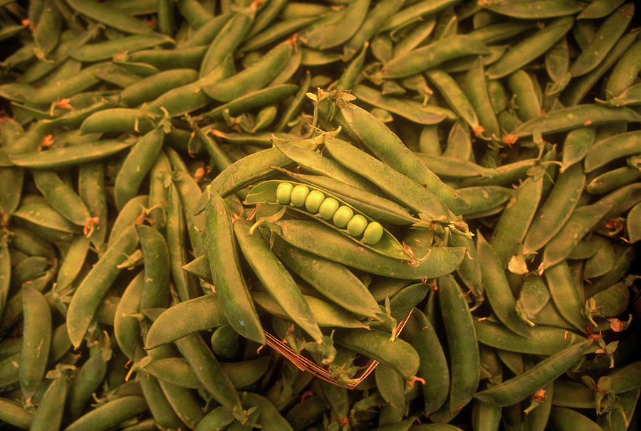 Seven Peas In A Pod, On A Pile Of Pea Photograph by Lyle Leduc