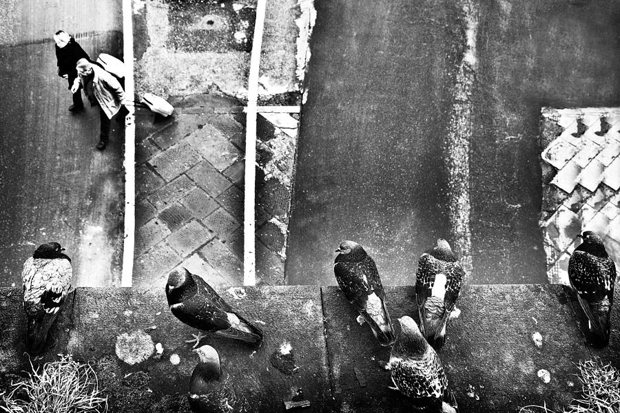 Seven Pigeons And Two Trolley Photograph by Franco Maffei