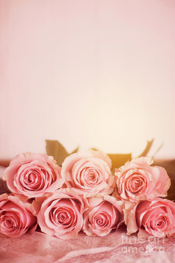 Seven Pink Roses With A Plain Pink Background Photograph by ...