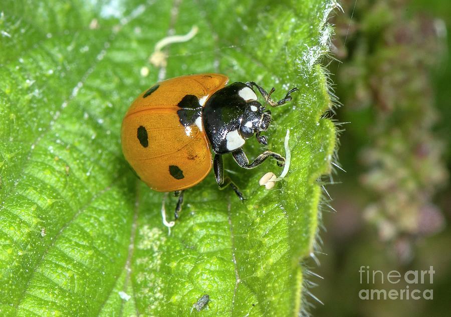 Seven Spot Ladybird Photograph By Bob Gibbons/science Photo Library ...