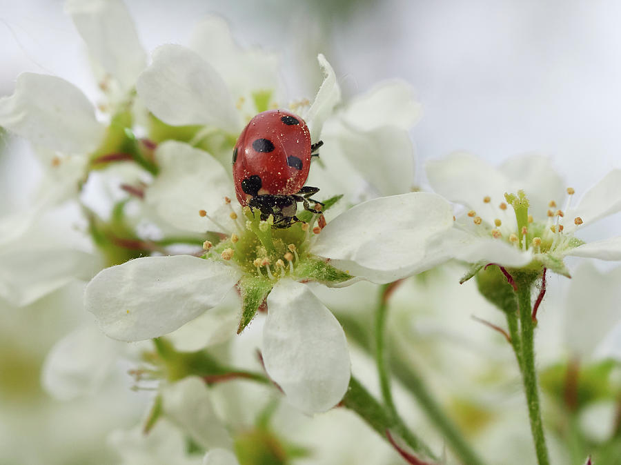 Seven-spot Ladybird On Bird Cherry Flowers Photograph