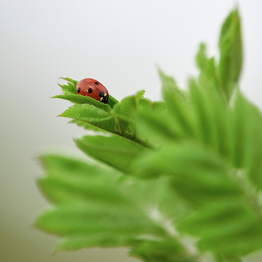Seven-spot ladybird on Rowen tree Photograph by Jouko Lehto