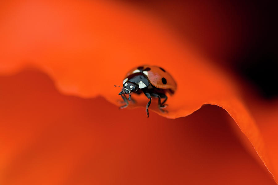 Seven Spot Ladybug Photograph by Jacky Parker Photography