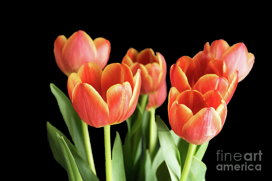 Seven Tulips Photograph by Lynn Bolt