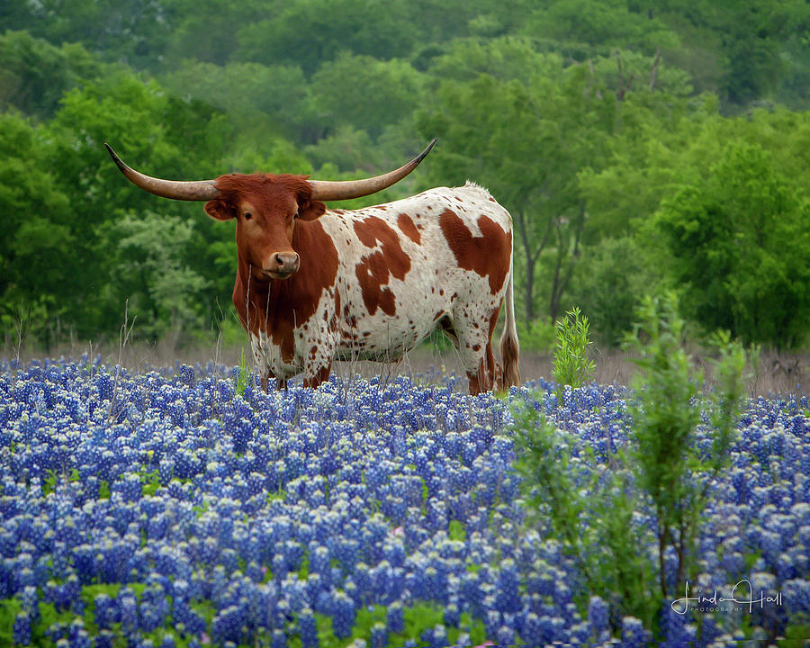 Sprite in the Bluebonnets Photograph by Linda Lee Hall
