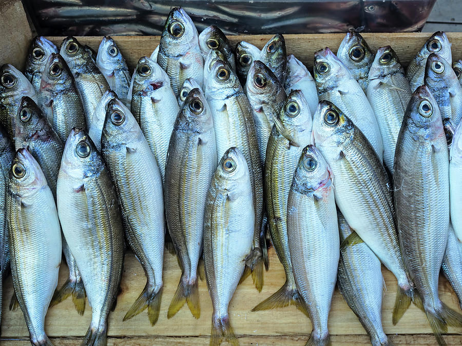 Several Fishes In Fish Market, Cesme Peninsula, Aegean, Turkey ...