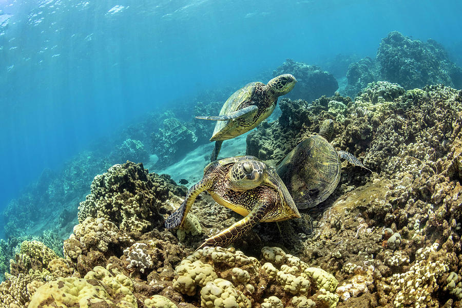 Several Green Sea Turtles Gathering At A Cleaning Station Photograph by ...