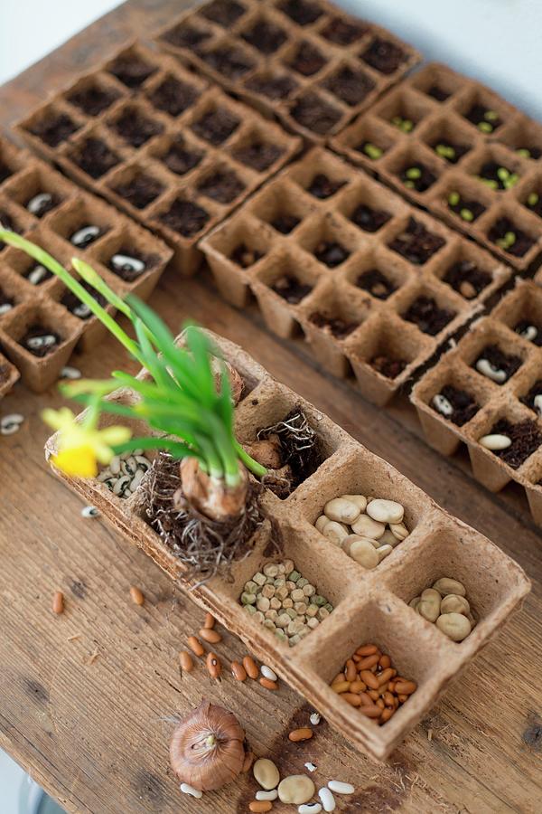 Several Recycled Paper Seed Trays, Soil, Seeds And Flowering Narcissus On Rustic Wooden Table Top Photograph by Syl Loves