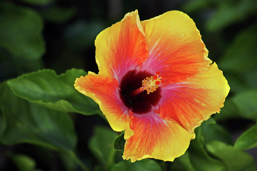 Sex On The Beach Hibiscus Photograph By Stamp City Fine Art America