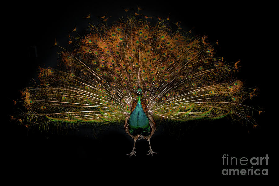 Sexual Selection - Peacock Photograph by Tore Thiis Fjeld