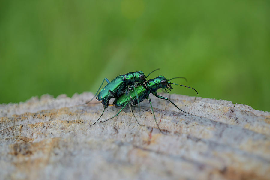 Insects Photograph - Sexy Green Beetles by Linda Howes