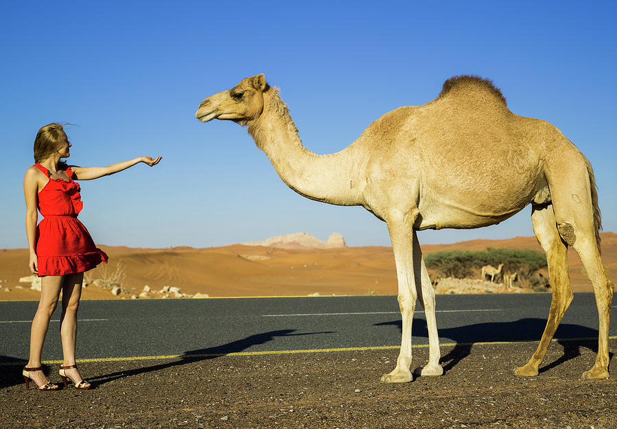 Sexy Young Beautiful Girl In Red Dress Met Big Camel At Desert Road  Photograph by Cavan Images - Pixels