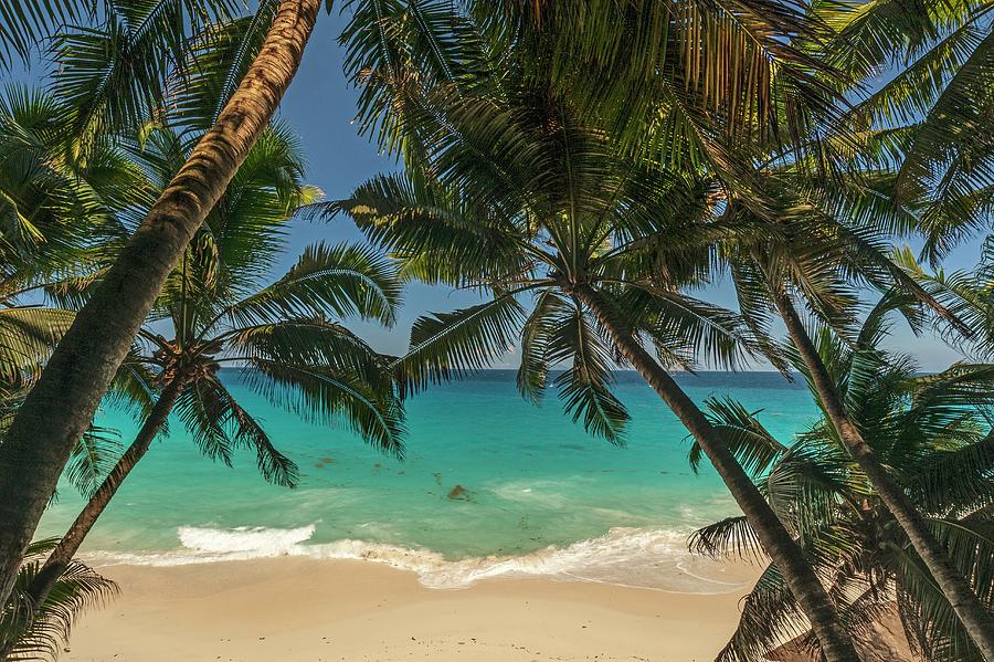 Seychelles, Beach And Palm Trees Digital Art by Jacana Stock