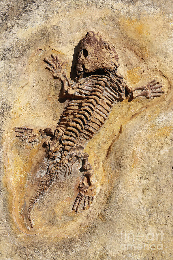 Seymouria baylorensis - cast of fossil Early Permian period Photograph by Michal Boubin