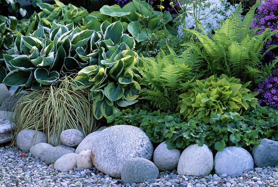 Shade Bed With Hosta funkie, Matteuccia Photograph by Friedrich Strauss
