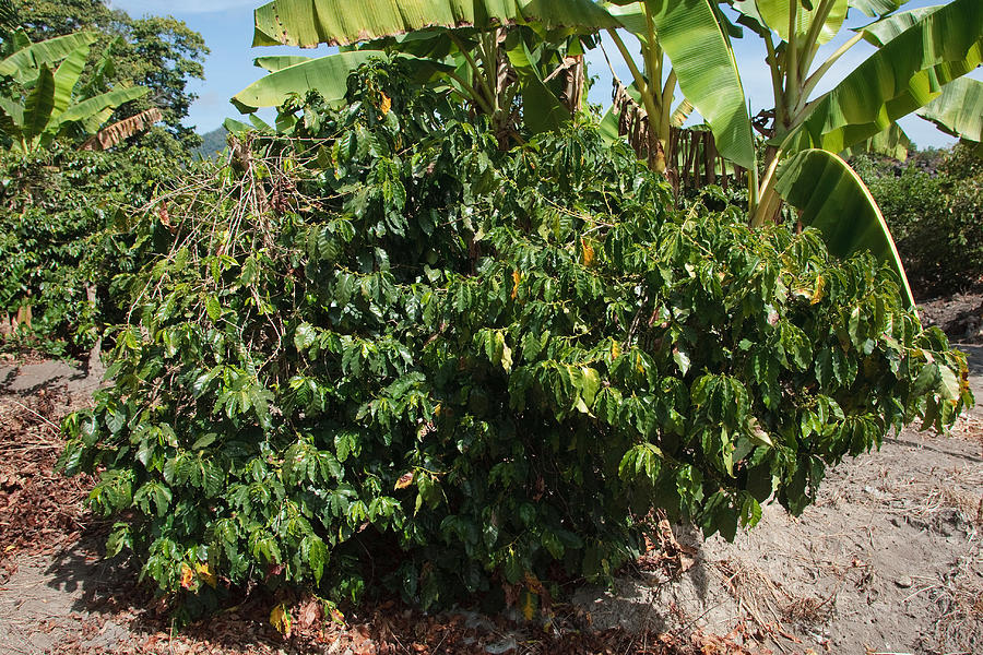 Shade Grown Coffee Plantation Photograph by James Zipp