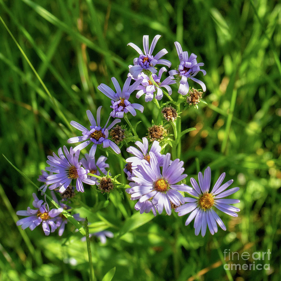 Shaded Asters by Roxie Crouch Shaded Asters by Roxie Crouch