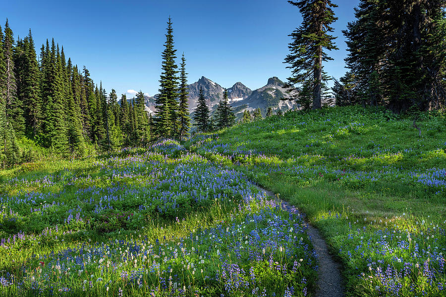 Shaded Wild Flowers on Lake Trail Photograph by Scott Cunningham