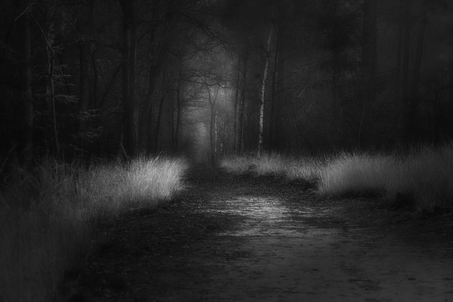 Tree Photograph - Shades In Black by Saskia Dingemans