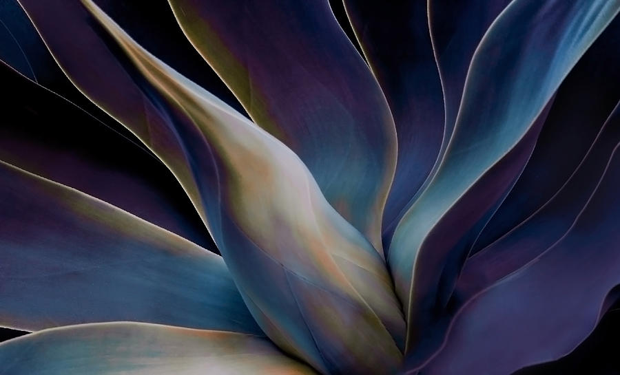 Abstract Photograph - Shades Of Agave In Winter 2024 by Robin Wechsler