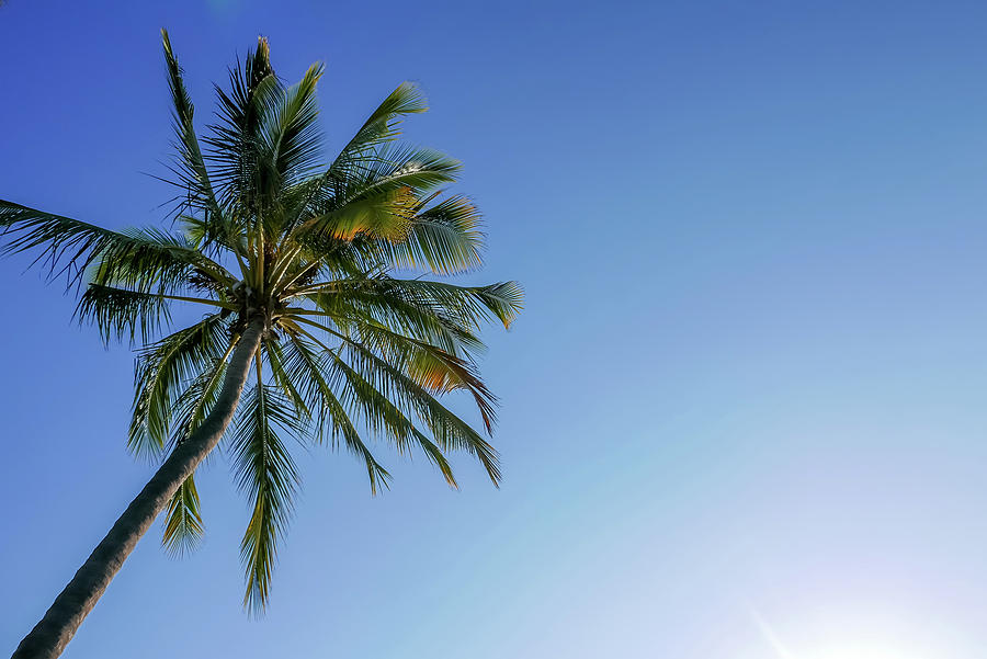 Shades Of Blue and A Palm Tree by Tita She Shades Of Blue and A Palm Tree by Tita She