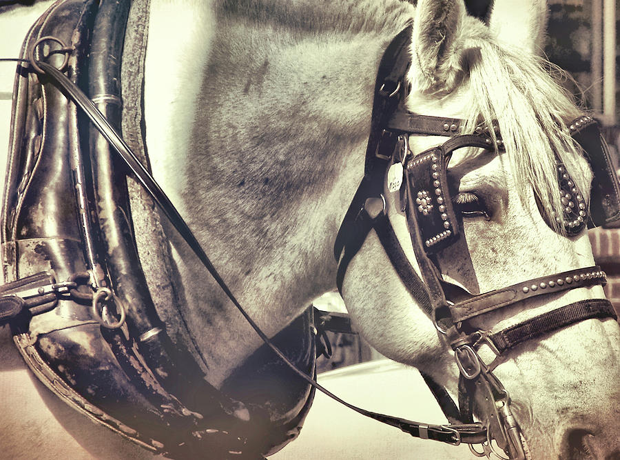 Shades Of Gray Photograph by Dressage Design