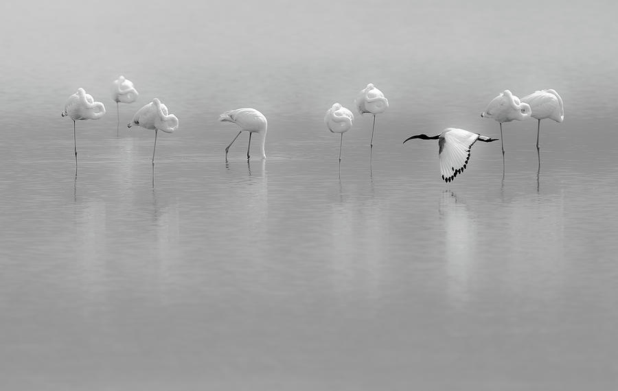 Ibis Photograph - Shades Of Gray by Massimo Mei