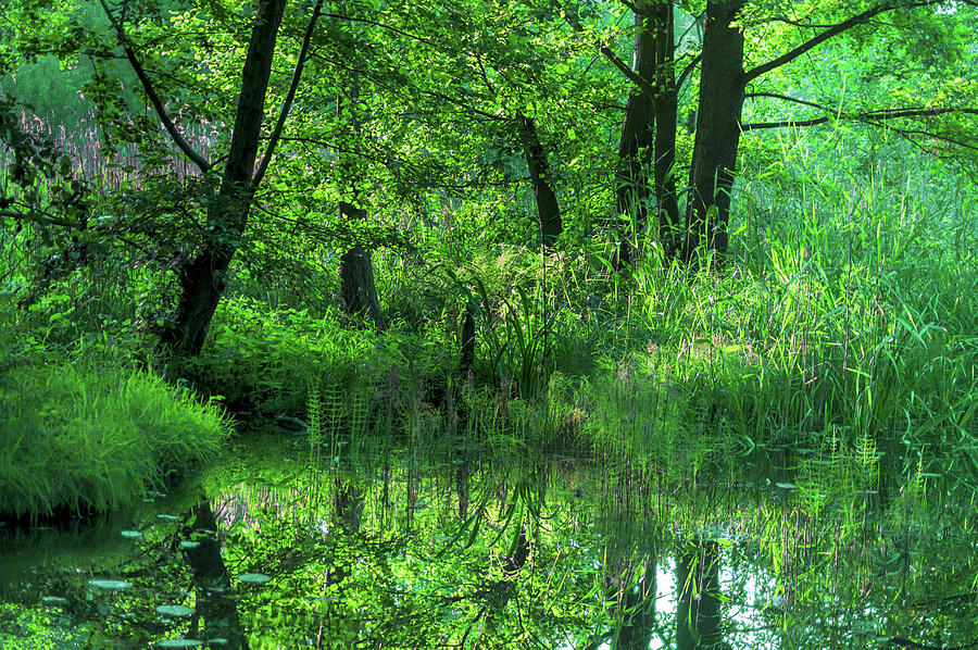 Shades of green in the Spreewald Photograph by Sun Travels