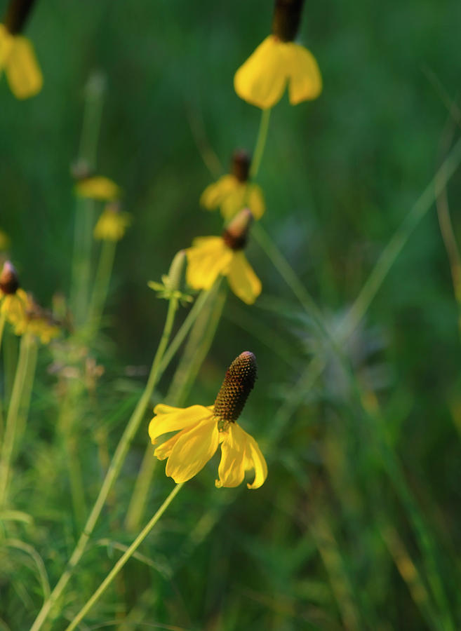 Yellow Coneflowers Photograph - Shades Of Nature 13 by Gordon Semmens