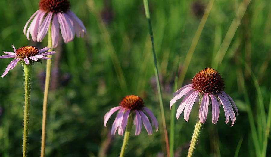 Coneflowers Photograph - Shades Of Nature 20 by Gordon Semmens