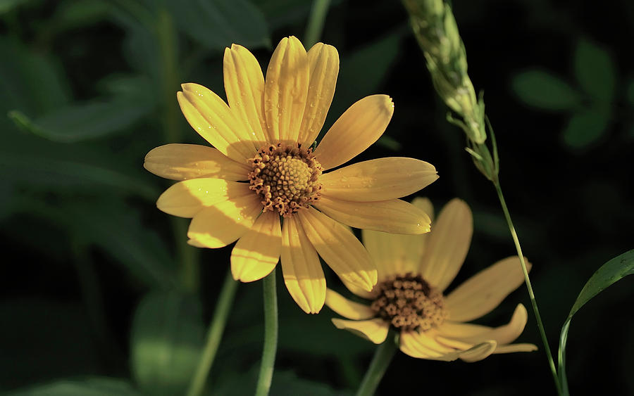 Yellow Coneflowers Photograph - Shades Of Nature 42 by Gordon Semmens