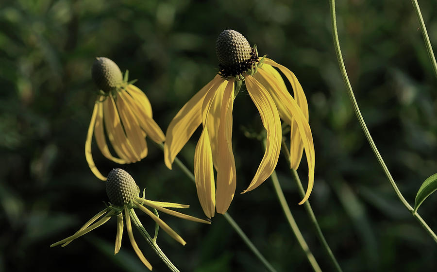 Yellow Coneflowers Photograph - Shades Of Nature 43 by Gordon Semmens