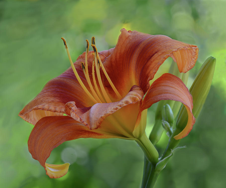 Shades of Orange Photograph by Mary Lynn Giacomini | Fine Art America