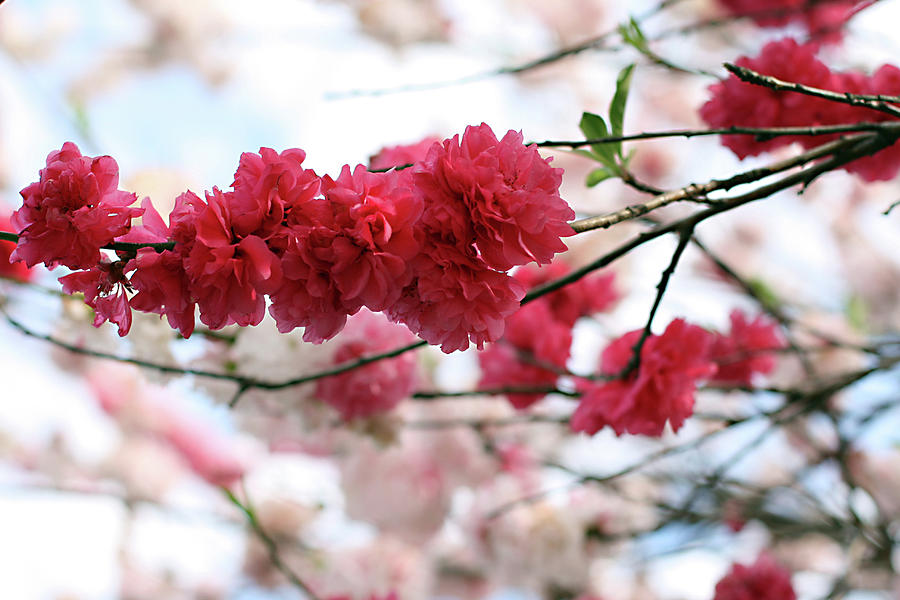 Shades Of Pink Blossom Photograph by Photo By Marcia Luly