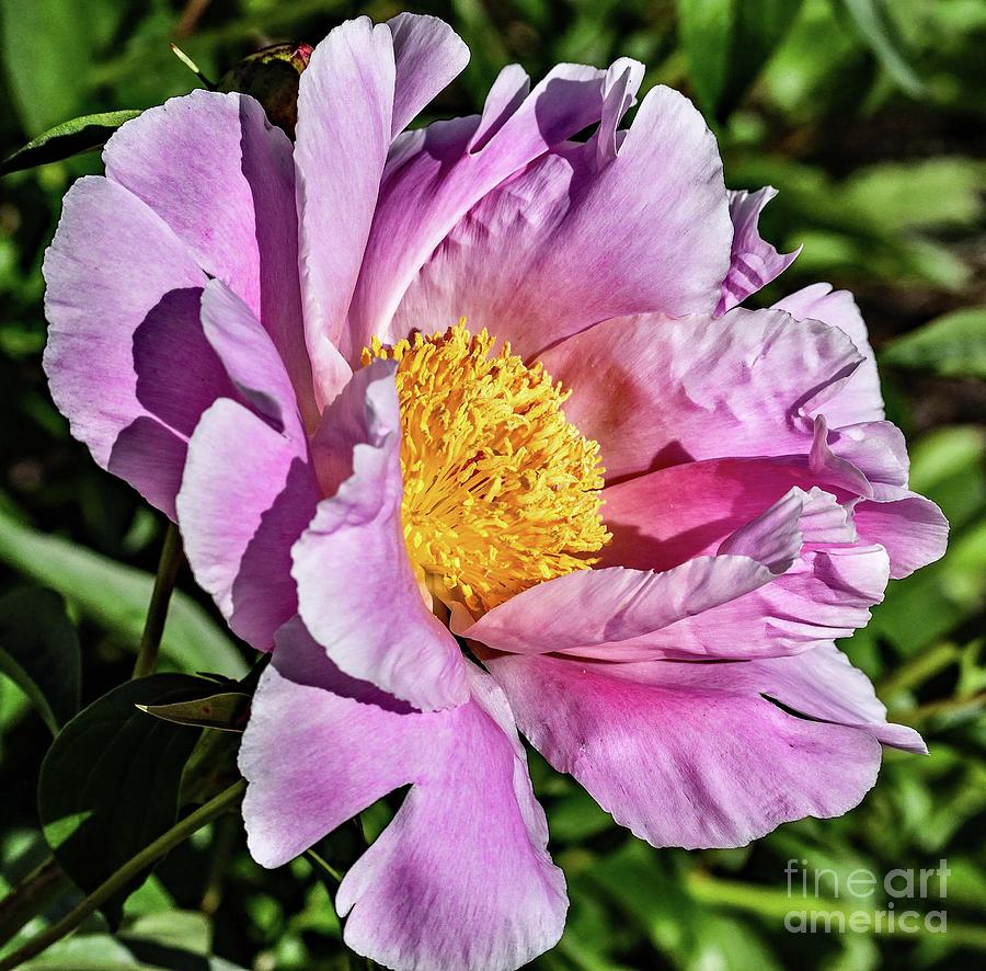 Shades Of Pink Bowl Of Beauty Peony Photograph