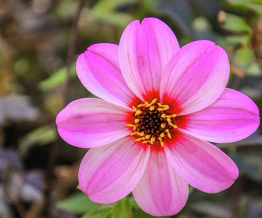 Shades of pink Photograph by Diana Cook - Fine Art America