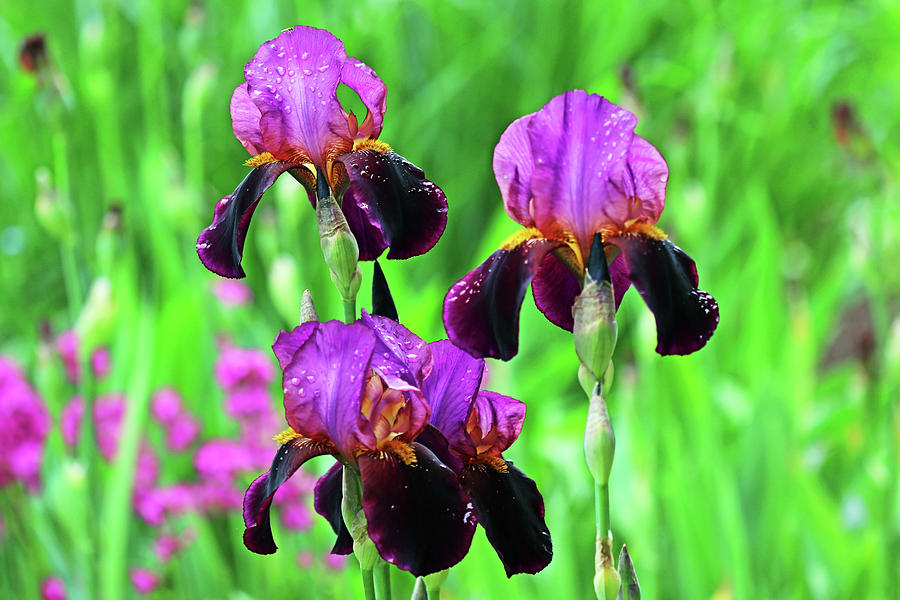 Shades Of Purple Iris Bouquet Photograph by Debbie Oppermann