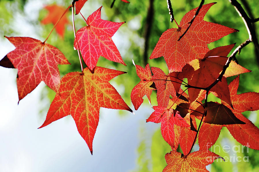Fall Photograph - Shades of Red by Kaye Menner