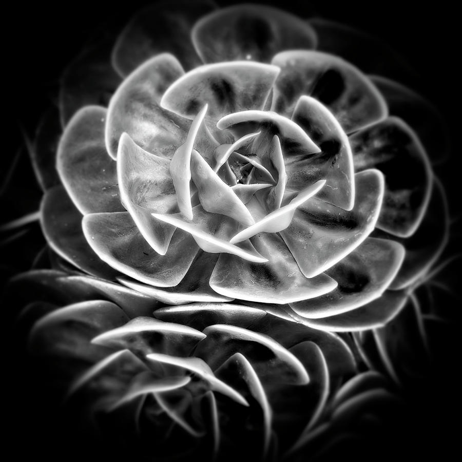 Black And White Photograph - Shades Of Succulence by Wayne Sherriff