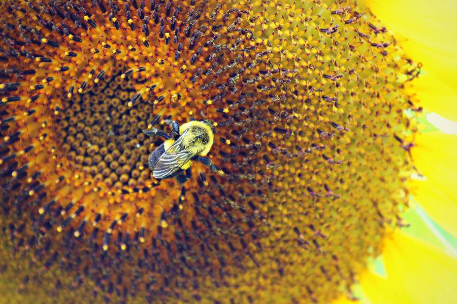 Sunflower Photograph - Shades of Sun by Candice Trimble Sunflower Photograph - Shades of Sun by Candice Trimble