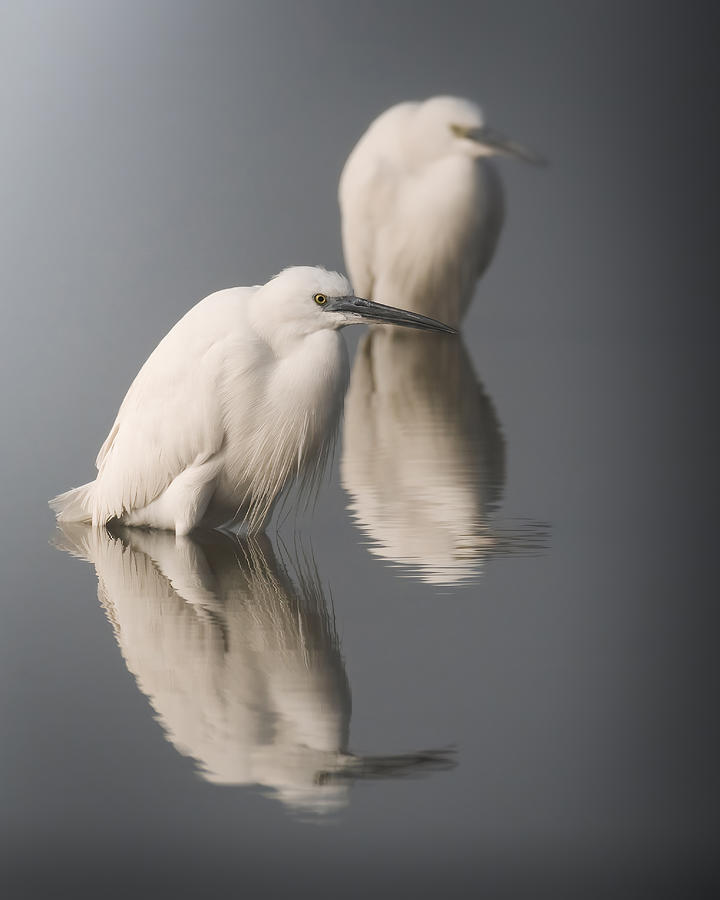 Egret Photograph - Shades Of White .. by Ahmed Zaeitar